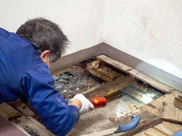Best White Mold Remediation in Runnemede, NJ
