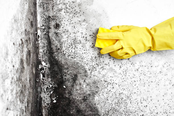 Best Black Mold Remediation in Runnemede, NJ