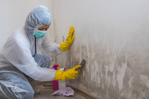 Best Post-Flood Mold Remediation in Runnemede, NJ