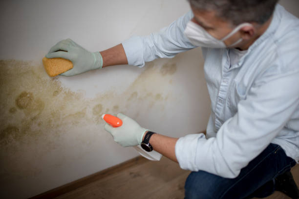 Best Post-Flood Mold Remediation in Runnemede, NJ