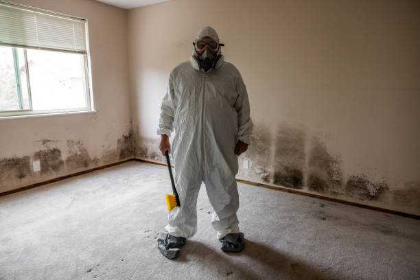 Best Insurance-Related Mold Remediation in Runnemede, NJ