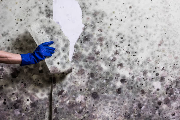 Best HVAC Mold Remediation in Runnemede, NJ